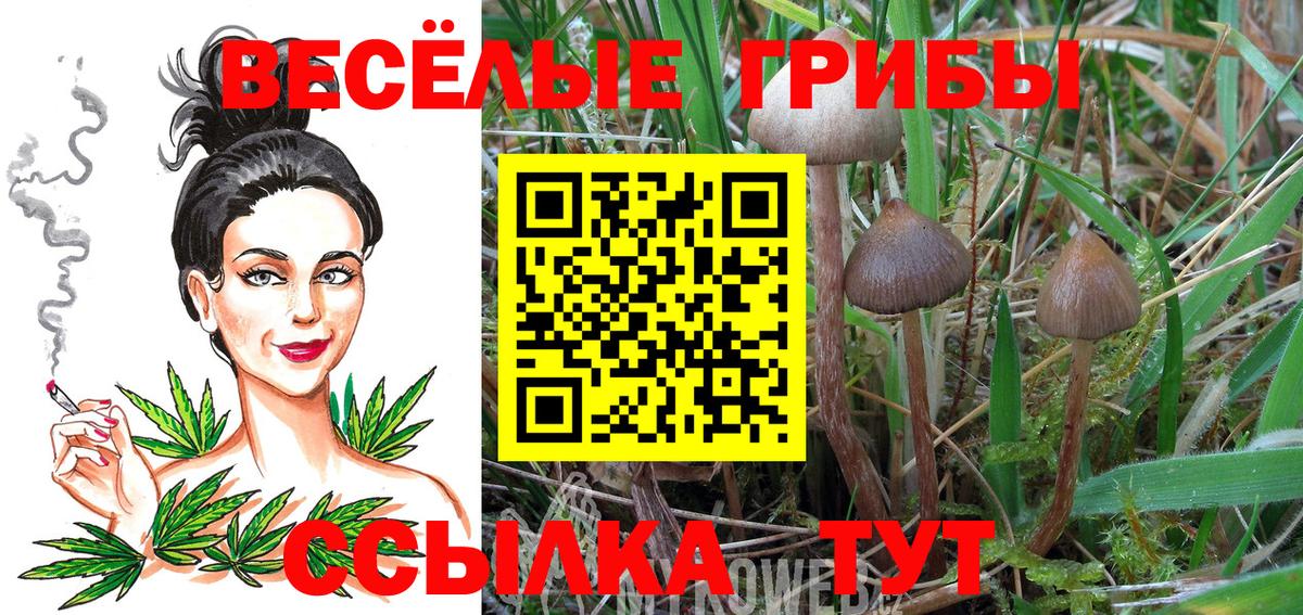 Галлюциногенные грибы Psilocybine cubensis  Псилоцибиновые грибы Psilocybine cubensis  Вход с VPN  Москва 